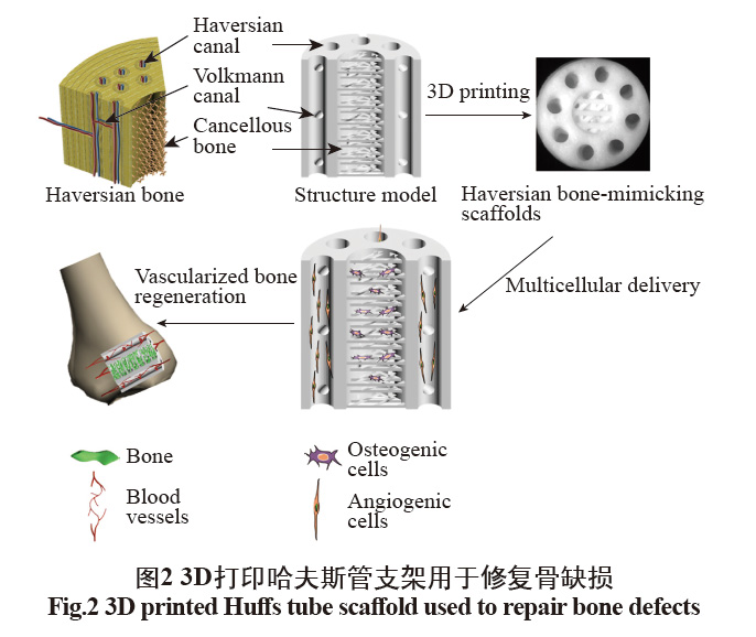 數(shù)字光處理生物3D打印技術(shù)在醫(yī)學(xué)上的應(yīng)用發(fā)展